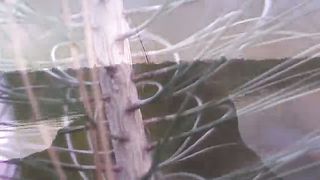 Данік і Віка Фейцер - В земній долині