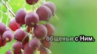 Церьков Божя