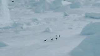 Лайки самые красивые собаки