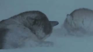 Лайки самые красивые собаки