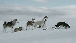 Лайки самые красивые собаки