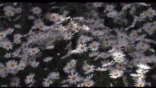 2 Весна в Филадельфии