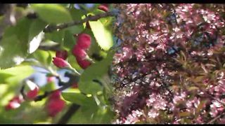 2 Весна в Филадельфии