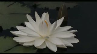 1 Лето Филадельфия