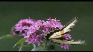 3 Лето Филадельфия