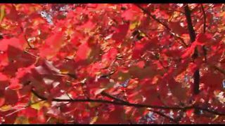 4 Осень Филадельфия