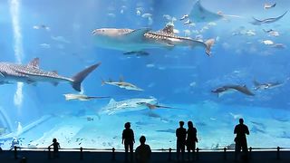 Второй по величине аквариум в мире