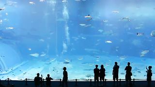 Второй по величине аквариум в мире