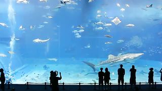 Второй по величине аквариум в мире