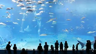 Второй по величине аквариум в мире