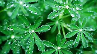 О, Господь, Тебе хвалу