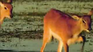 Откровение