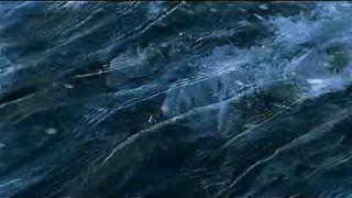 BBC - Голубая планета 1