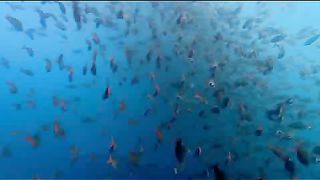 BBC - Голубая планета 1