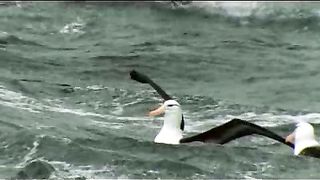 BBC - Голубая планета 1