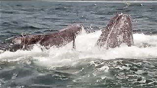 BBC - Голубая планета 1