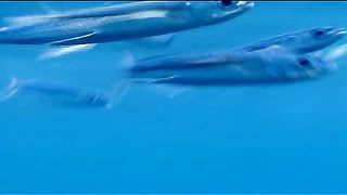 BBC - Голубая планета 3