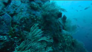 BBC - Голубая планета 3