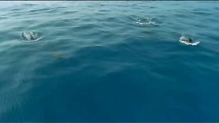 BBC - Голубая планета 3