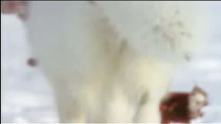 BBC - Голубая планета 4