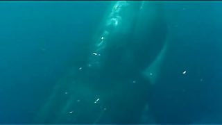 BBC - Голубая планета 4