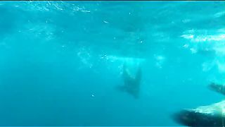 BBC - Голубая планета 4