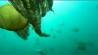 BBC - Голубая планета 5