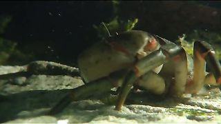 BBC - Голубая планета 5