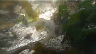 BBC - Голубая планета 5