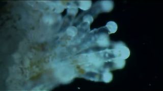 BBC - Голубая планета 6