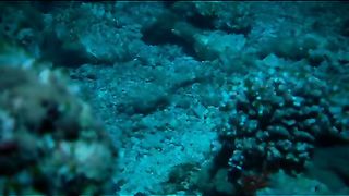 BBC - Голубая планета 6