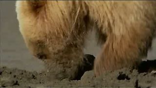 BBC - Голубая планета 7