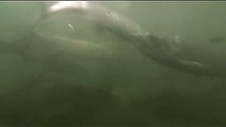 BBC - Голубая планета 7