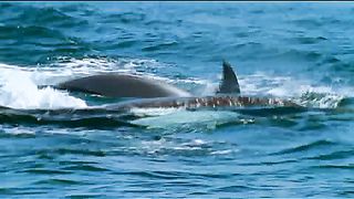 BBC - Голубая планета 9