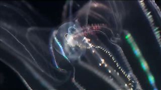 BBC - Голубая планета 10