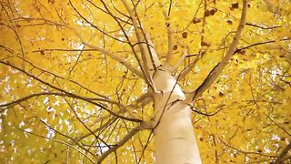 ЛЮБОВ ХРИСТА Збірка християнських кліпів