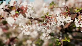 Семья Кирнев - Я верю мой Христос воскрес