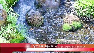 Білі Крила - Як до струменю олень