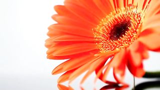 Краски Твои (Кистью Творца созданы небеса)