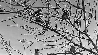 Франциск, шут Божий (1950)