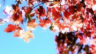 Анжелика Вишня - Ты позови