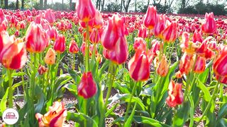 Ксения Кузнецова - Наслаждаюсь тобой