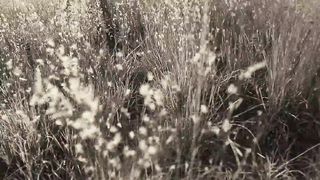 Шариковы - Далеко, далеко