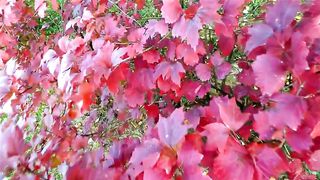 Как Бог нас любит - чудо из чудес!