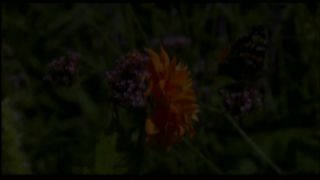 Коли ніч вкриє все