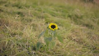 Simon Khorolskiy - Косари на лугу