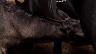 В узде у Техаса (2016)