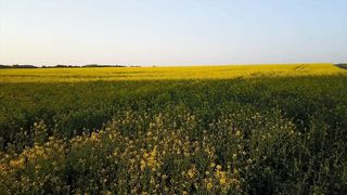 Белла Пагиева - Я не придумала Тебя