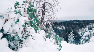 Лариса Кайдрис - На Різдво