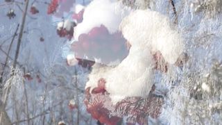 Софія Яковин та Гурт Джерело - Слава Тобі